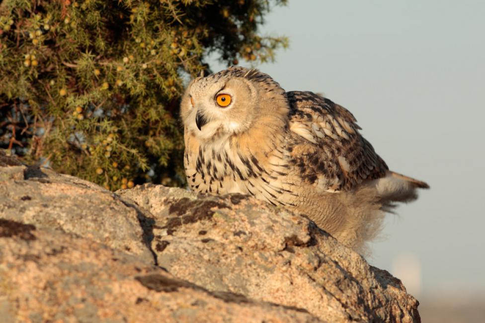 Imagen 30 de la galería de El búho real (Bubo bubo siberianus)